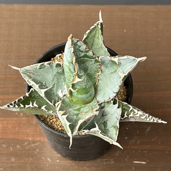 アガベ:チタノタ ブラックアンドブルー 2.5号鉢植え