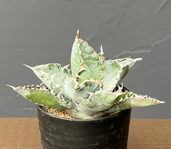アガベ:チタノタ ブラックアンドブルー 2.5号鉢植え