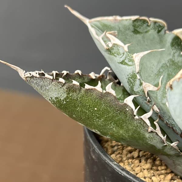 アガベ:チタノタ ブラックアンドブルー 2.5号鉢植え