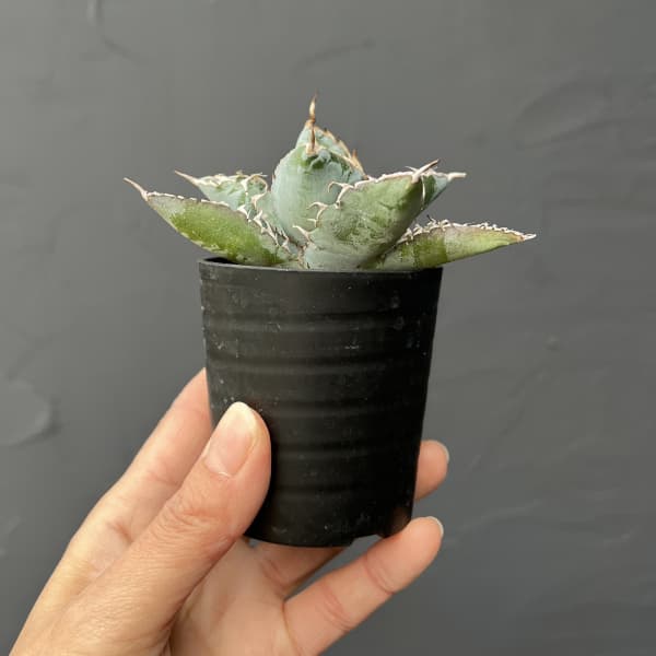 アガベ:チタノタ ブラックアンドブルー 2.5号鉢植え
