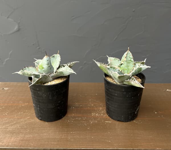 アガベ:チタノタ ブラックアンドブルー 2.5号鉢植え