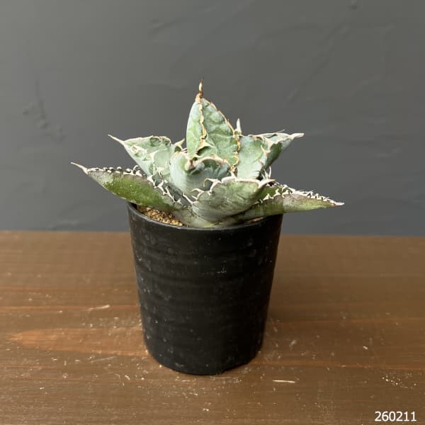 アガベ:チタノタ ブラックアンドブルー 2.5号鉢植え