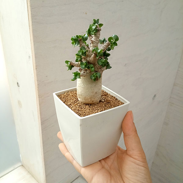 アデニウムアラビカム TOKY鉢仕立て アデニウム アラビカム – MOLLIS