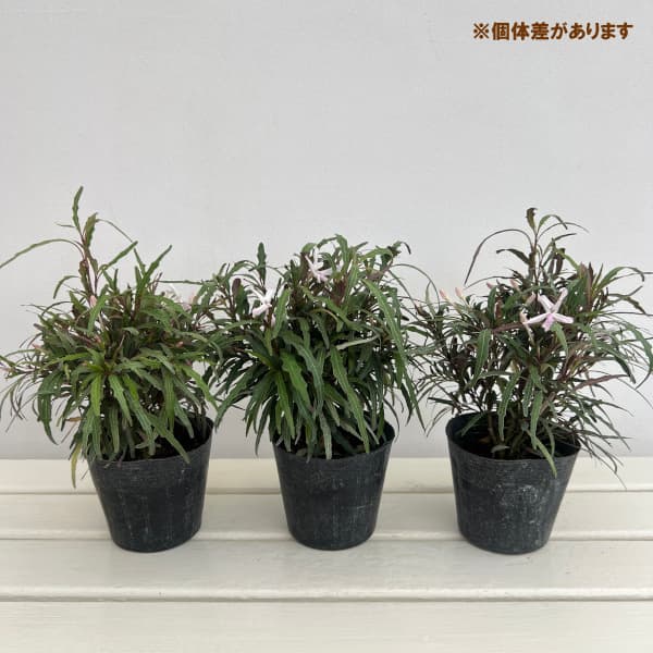 ニューカレドニアプランツ:プセウデランテムム・シヌアツム4号ポット
