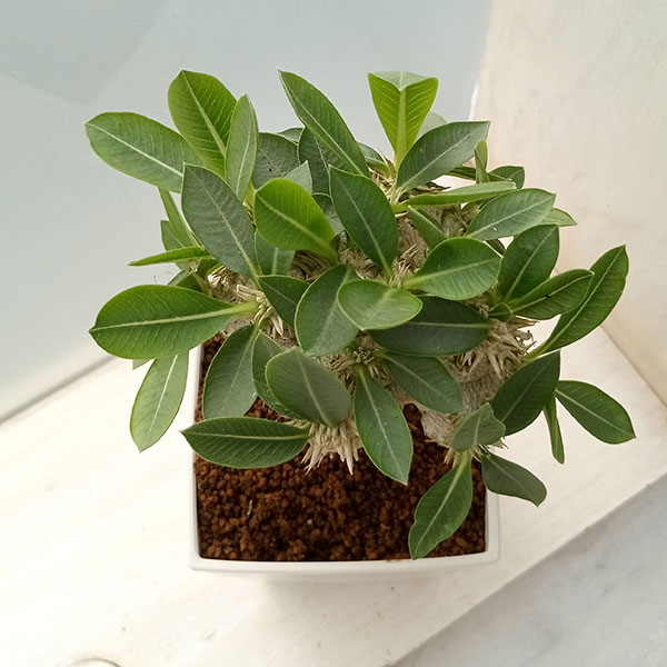 赤字価格❗️パキポディウム　恵比寿笑　ラメリー接木　最終値下げ❗️ パキポディウム 恵比寿笑い〈ラメリー接ぎ木〉 | N collect plants