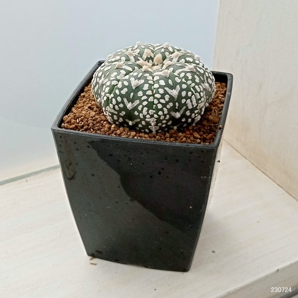 アストロフィツム スーパーカブト 園芸ネット本店｜[ザ・ファームセレクト]アストロフィツム：スーパー