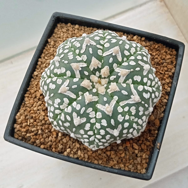 園芸ネット本店｜アストロフィツム：スーパーカブト Vタイプ 7cm角鉢23