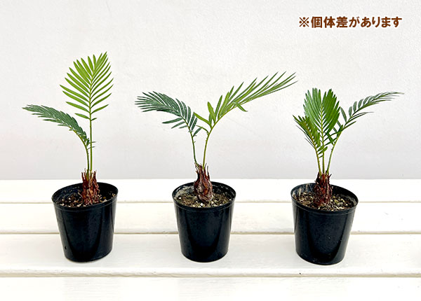 ソテツ：ミニソテツ（蘇鉄）2.5号