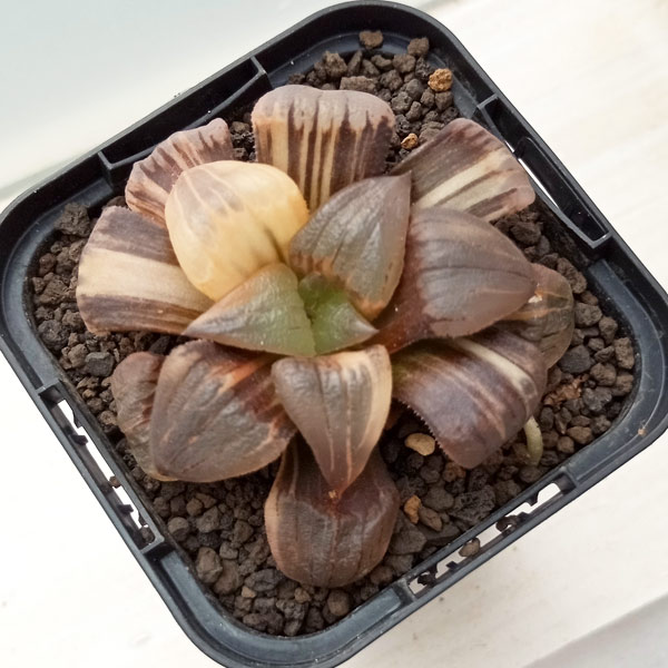 園芸ネット本店｜[ザ・ファームセレクト]ハオルチア：アトロフスカ錦