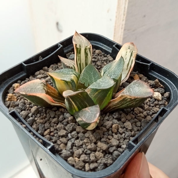 【サービス品@1280】オリビア錦 園芸ネット本店｜[ザ・ファームセレクト]ハオルチア：ベイエリ錦 3号