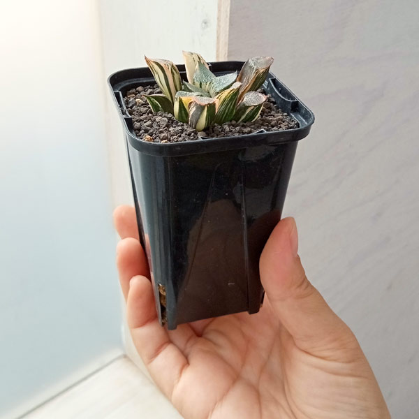 多肉植物 ハオルチア ベイエリ錦 ハオルチアの紅葉／斑入りの魅力：ベイエリ―〔コレクタ〕錦と