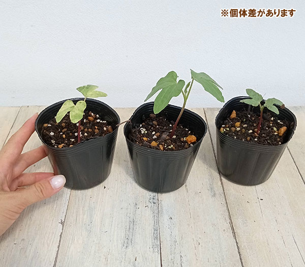 アサガオ（朝顔）：平安の暁3号ポット