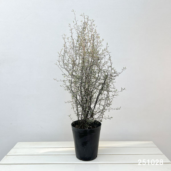 コロキア：ワイヤースター6号鉢植え