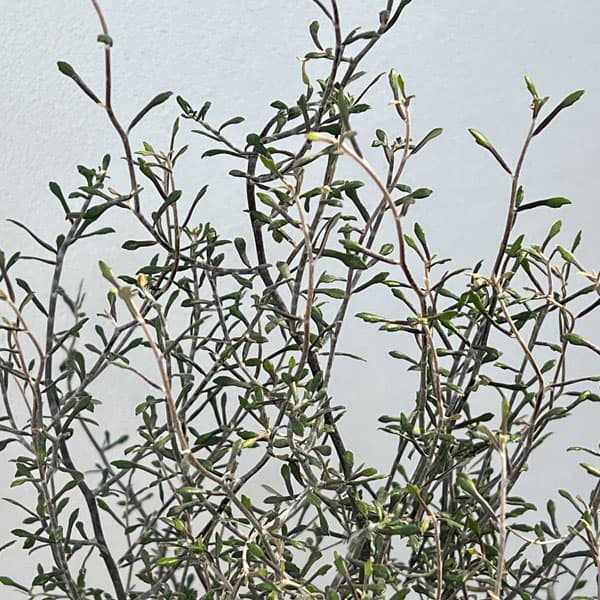 コロキア：ワイヤースター6号鉢植え