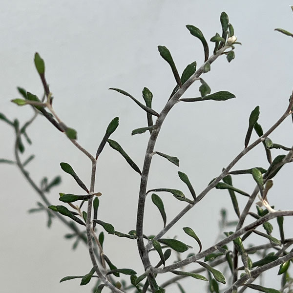 コロキア：ワイヤースター6号鉢植え