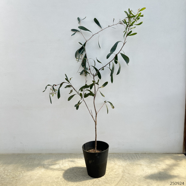 ハケア:ラウリナ6号鉢植え