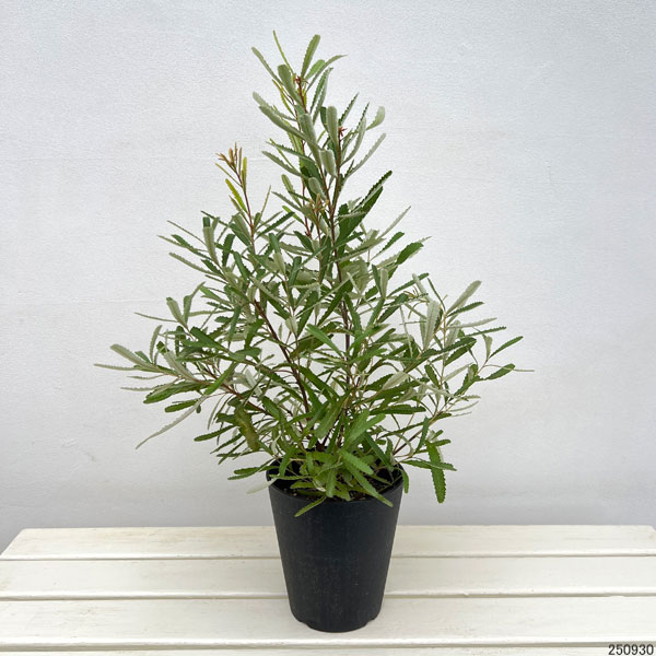 園芸ネット本店｜バンクシア：オブロンギフォリア5号鉢植え の通販【公式】