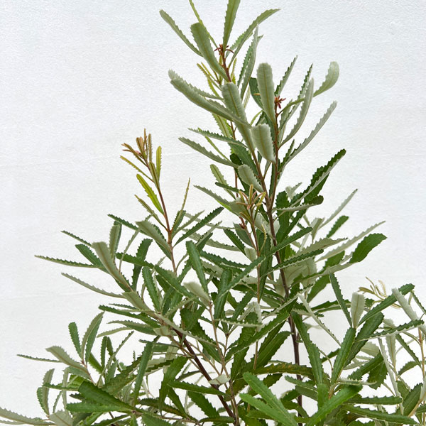 園芸ネット本店｜バンクシア：オブロンギフォリア5号鉢植え の通販【公式】