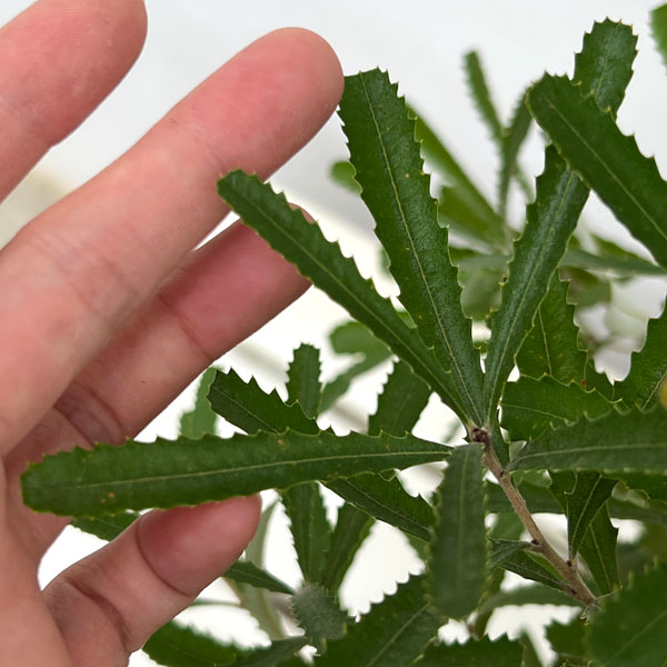 バンクシア：オブロンギフォリア5号鉢植え