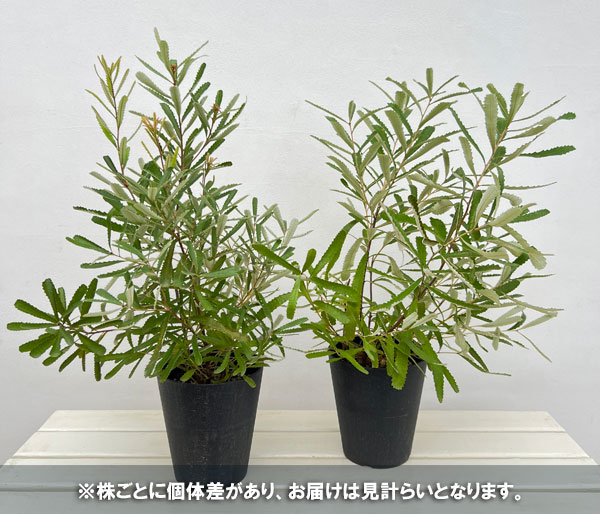 バンクシア　オプロンギフォリア　大株 園芸ネット本店｜バンクシア：オブロンギフォリア5号鉢植え の通販【公式】