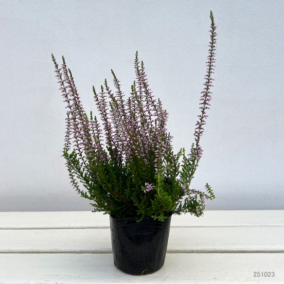 カルーナ：ラベンダー（ヒルダ）3号ポット