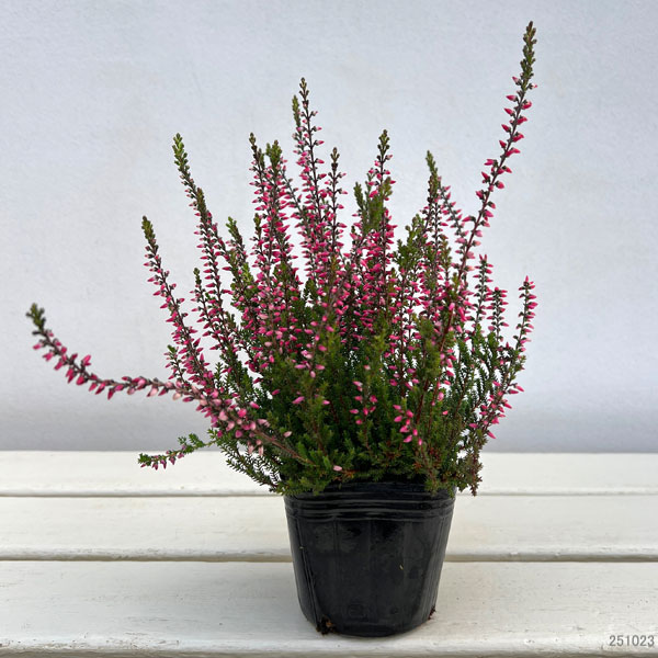 (わけあり特価)カルーナ:レッド(アフロディーテ)3号ポット