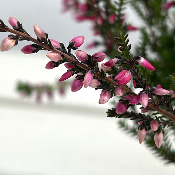 (わけあり特価)カルーナ:レッド(アフロディーテ)3号ポット