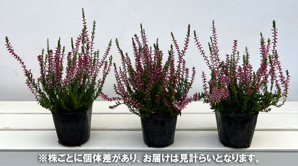 (わけあり特価)カルーナ:レッド(アフロディーテ)3号ポット