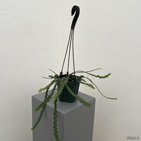 エピフィラム :アングリガー 4.5号吊り鉢