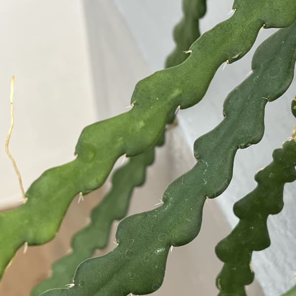 エピフィラム :アングリガー 4.5号吊り鉢