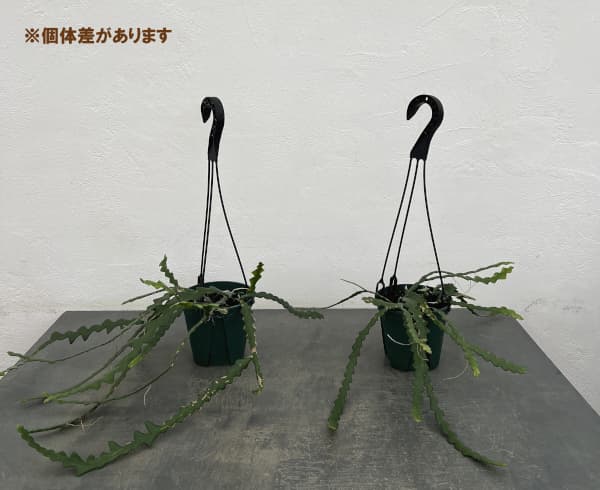 エピフィラム :アングリガー 4.5号吊り鉢