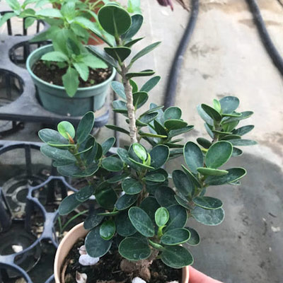 ガジュマル:ミニパンダガジュマル(コパンダガジュマル) 3.5号ポット(盆栽風仕立て) 鉢カバー付き(アーバンプランツポットソリッド ミルク)