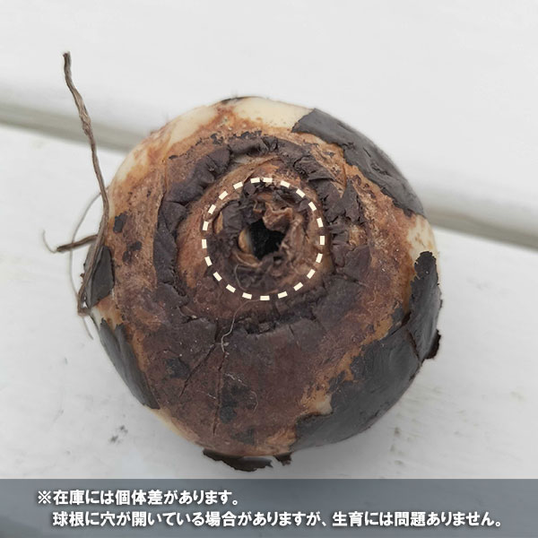 カマシア:ライヒトリニー セミプレナ 1球