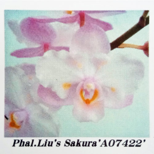 ファレノプシス:Liu’s sakura A07422 2.5号