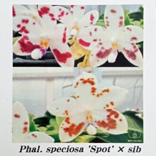 ファレノプシス　2種 園芸ネット本店｜ファレノプシス：pulchra × sib 2.5号 の通販【公式】