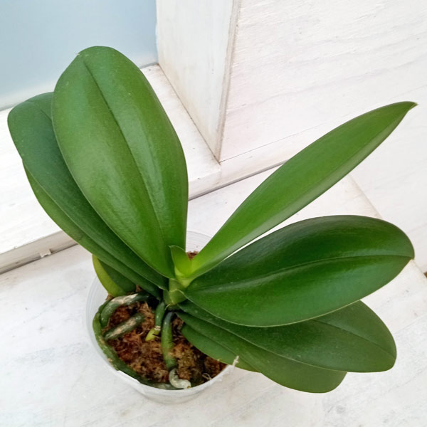 ファレノプシス　2種 ファレノプシス 2種