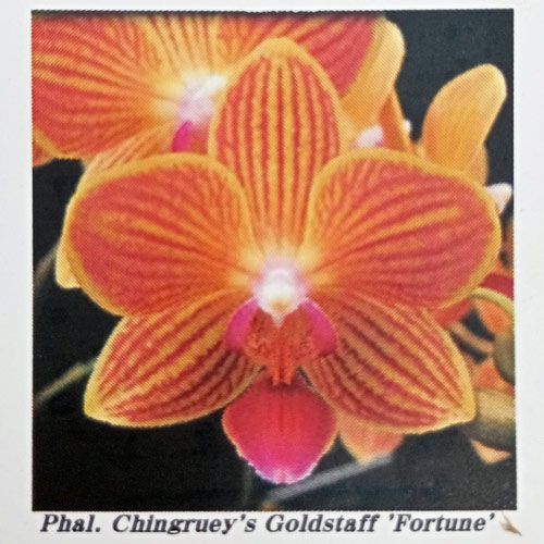 ファレノプシス：Chingruey's Goldstaff 'Fortune' 3号 の通販