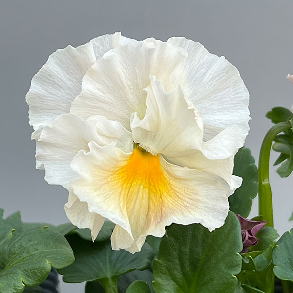 見元園芸さんのパンジー:パピージョルジュ3.5号ポット