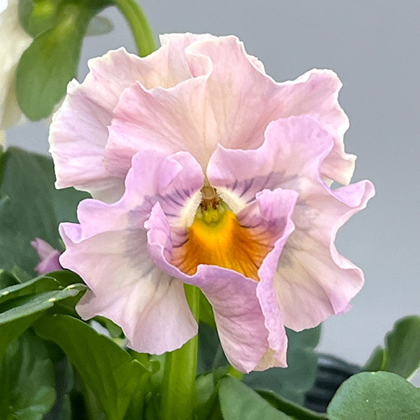 見元園芸さんのパンジー:パピージョルジュ3.5号ポット