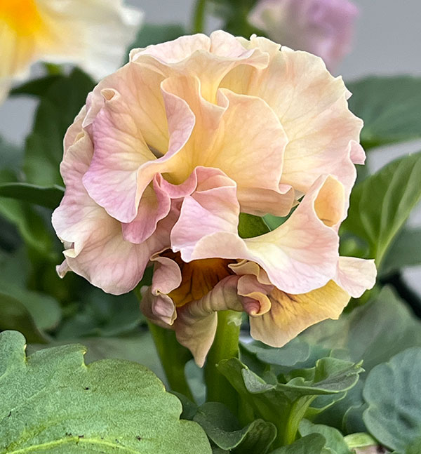 見元園芸さんのパンジー:パピージョルジュ3.5号ポット