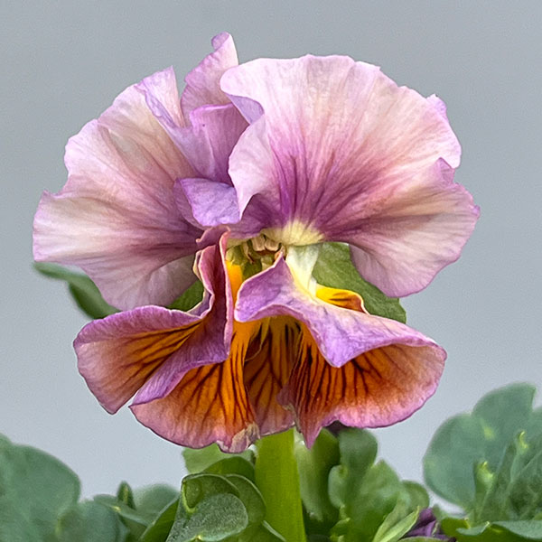 見元園芸さんのパンジー:パピージョルジュ3.5号ポット