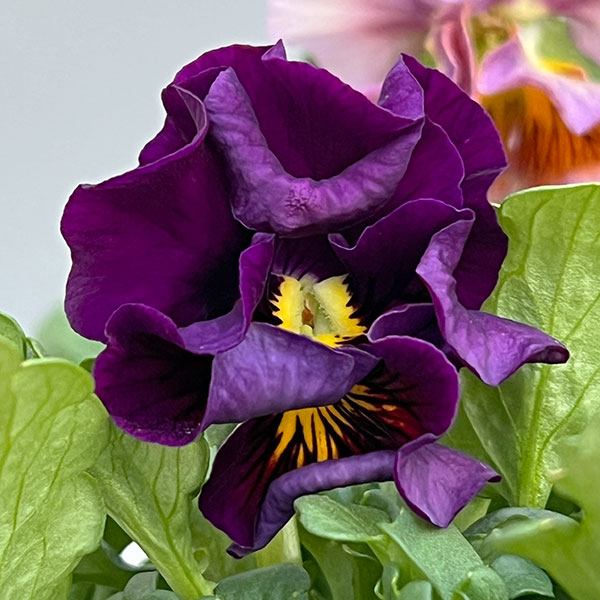 見元園芸さんのパンジー:パピージョルジュ3.5号ポット