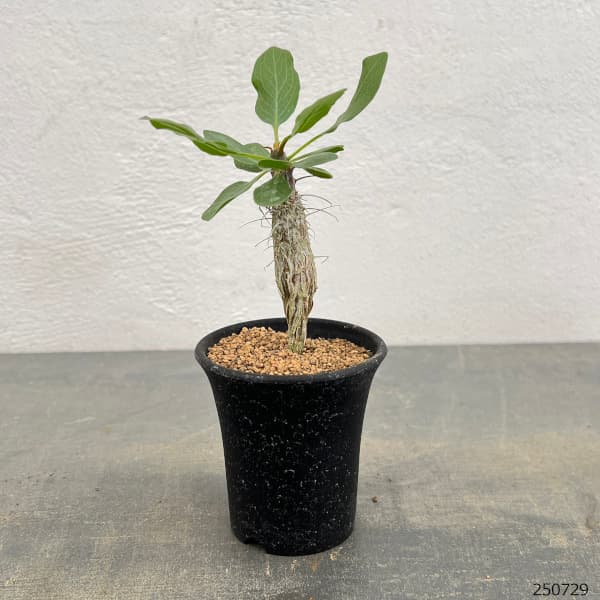 フォーキエリア：ディグエッティ　3号鉢植え