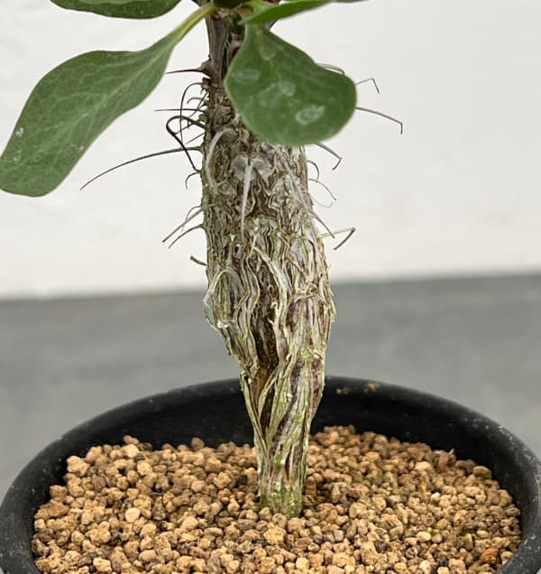 フォーキエリア：ディグエッティ　3号鉢植え