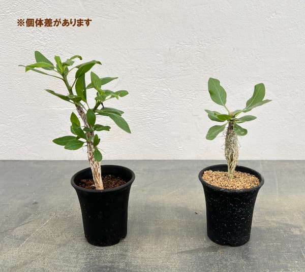 フォーキエリア：ディグエッティ　3号鉢植え