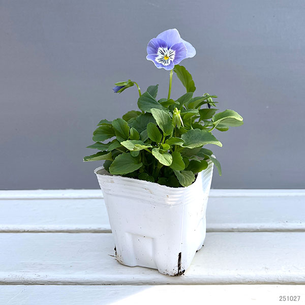 パンジー：プティシャトン　アクアリップル3～3.5号ポット