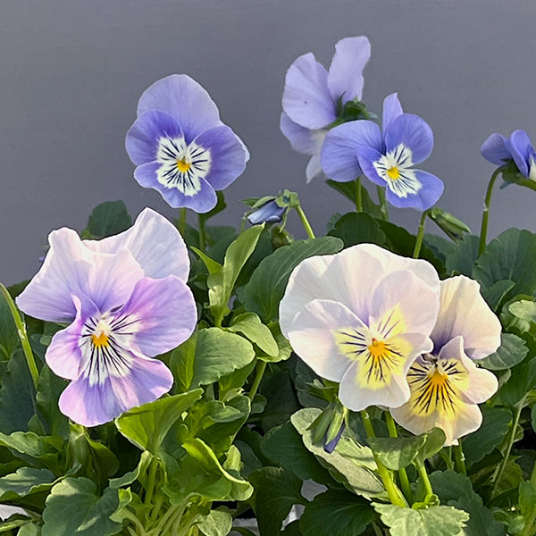 パンジー：プティシャトン　アクアリップル3～3.5号ポット