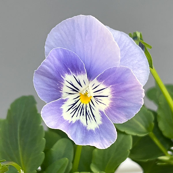 パンジー：プティシャトン　アクアリップル3～3.5号ポット