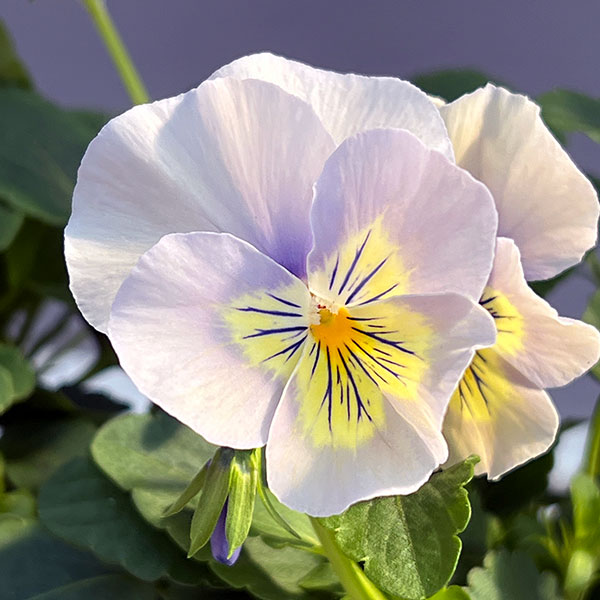 パンジー：プティシャトン　アクアリップル3～3.5号ポット