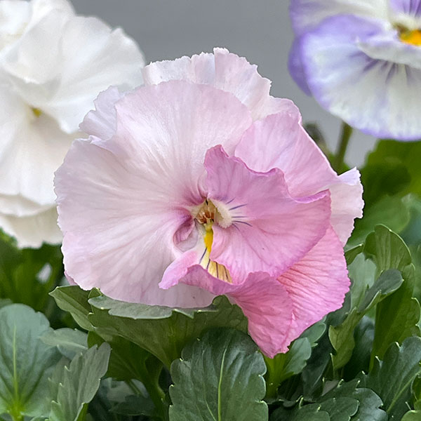 [送料無料]パンジー：シュシュ（ホワイト系）3～3.5号ポット 12株セット